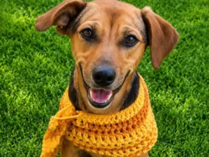 Cachorro raça SRD-ViraLata idade 4 anos nome Cris