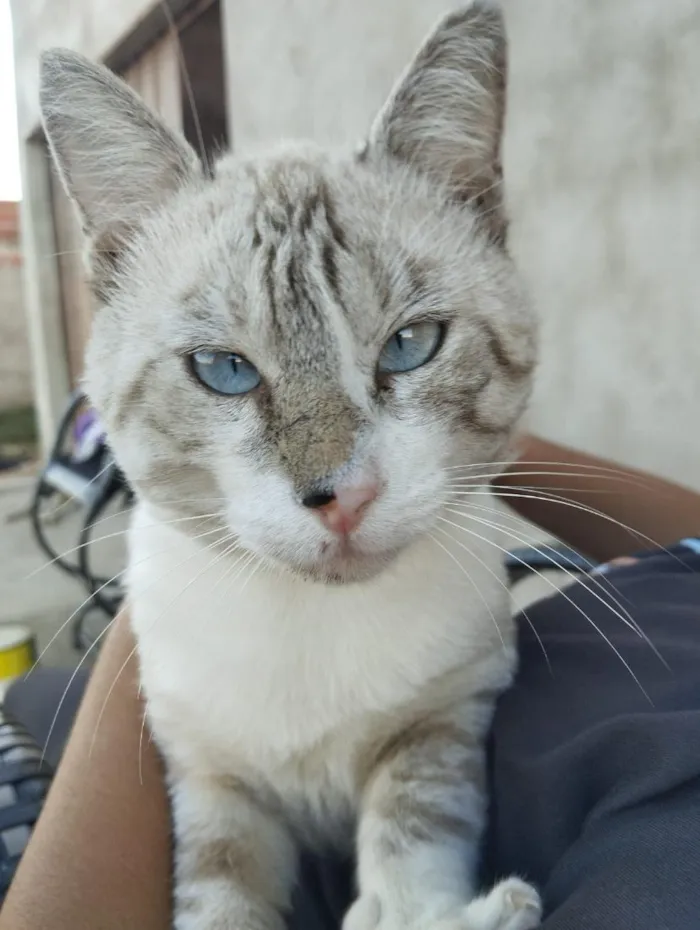 Gato raça SRD-ViraLata idade 7 a 11 meses nome sem nome