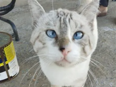 Gato raça SRD-ViraLata idade 7 a 11 meses nome sem nome