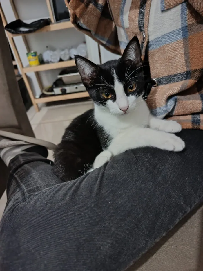 Gato raça SRD-ViraLata idade 2 a 6 meses nome Rosa