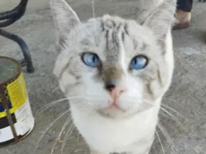 Gato raça SRD-ViraLata idade 7 a 11 meses nome sem nome