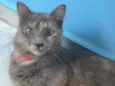 Sophia