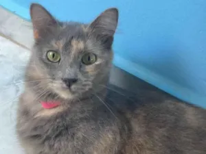 Gato raça SRD-ViraLata idade 2 anos nome Sophia