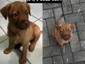 Cachorro raça SRD-ViraLata idade 2 a 6 meses nome Leon