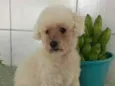 Duque