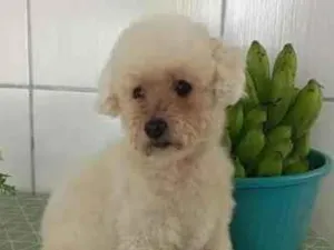 Cachorro raça Poodle idade 6 ou mais anos nome Duque