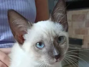Gato raça SRD-ViraLata idade 2 a 6 meses nome Belinha