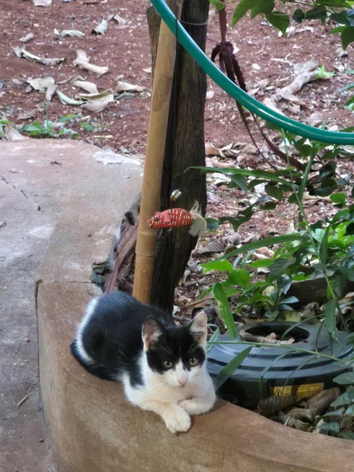 Gato raça SRD-ViraLata idade 2 a 6 meses nome Valentina
