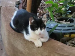Gato raça SRD-ViraLata idade 2 a 6 meses nome Valentina