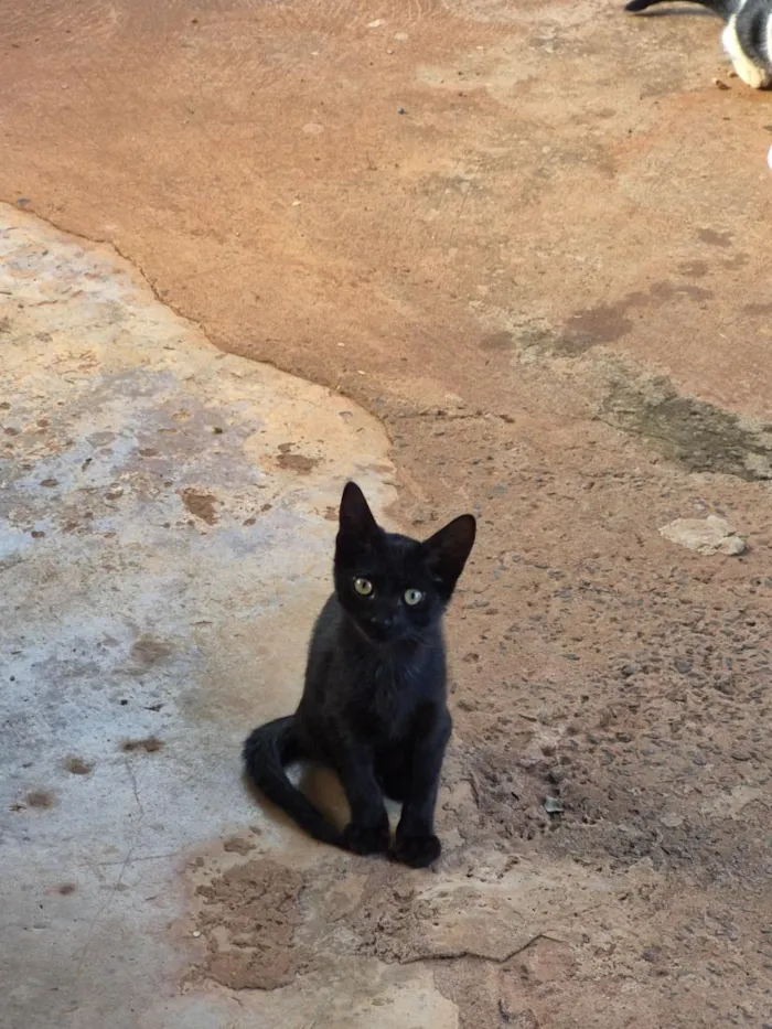 Gato raça SRD-ViraLata idade 2 a 6 meses nome Tico