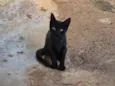 Tico