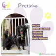 Pretinho