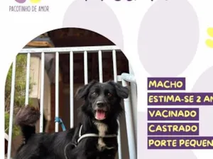 Cachorro raça SRD-ViraLata idade 2 anos nome Pretinho