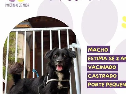 Cachorro raça SRD-ViraLata idade 2 anos nome Pretinho