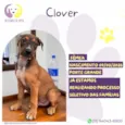 Clover