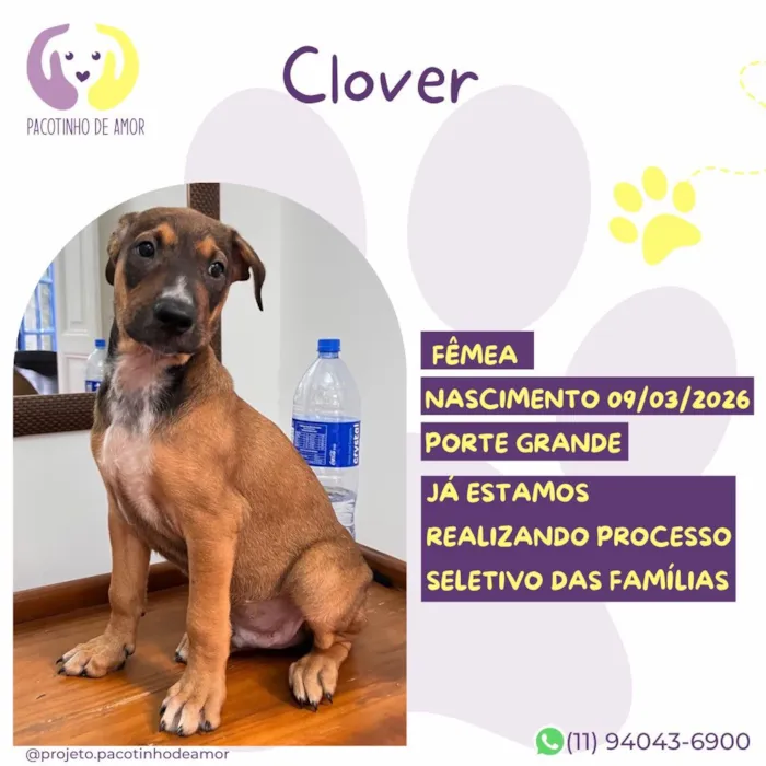 Cachorro raça SRD-ViraLata idade 2 a 6 meses nome Clover