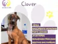 Clover