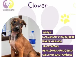 Cachorro raça SRD-ViraLata idade 2 a 6 meses nome Clover
