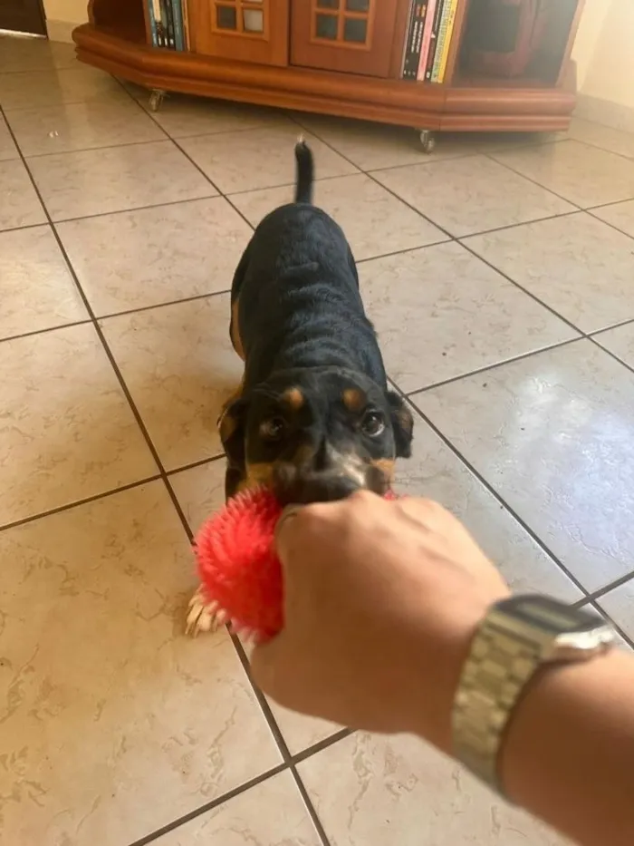 Cachorro raça SRD-ViraLata idade 1 ano nome Muffin