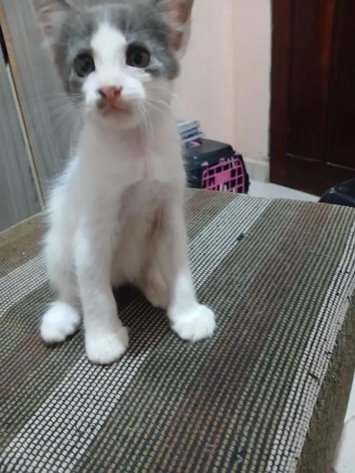 Gato raça SRD-ViraLata idade Abaixo de 2 meses nome Sem nome  