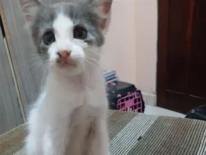 Gato raça SRD-ViraLata idade Abaixo de 2 meses nome Sem nome  