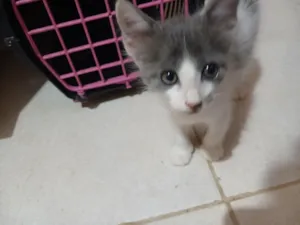 Gato raça SRD-ViraLata idade Abaixo de 2 meses nome Sem nome 