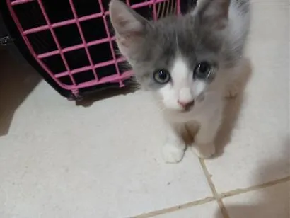 Gato raça SRD-ViraLata idade Abaixo de 2 meses nome Sem nome 