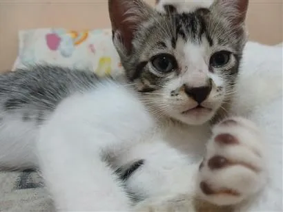 Gato raça SRD-ViraLata idade Abaixo de 2 meses nome Sem nome 