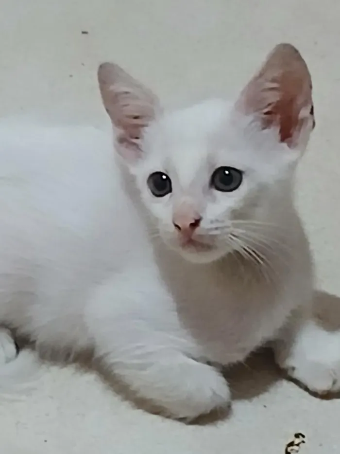 Gato raça SRD-ViraLata idade Abaixo de 2 meses nome Sem nome 
