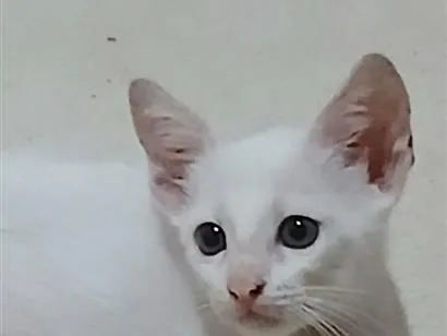 Gato raça SRD-ViraLata idade Abaixo de 2 meses nome Sem nome 