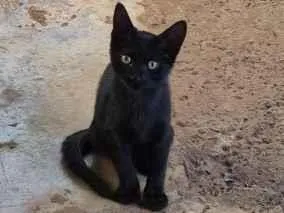 Gato raça SRD-ViraLata idade 2 a 6 meses nome Tico