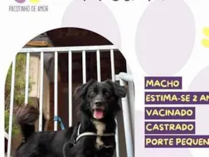 Cachorro raça SRD-ViraLata idade 2 anos nome Pretinho