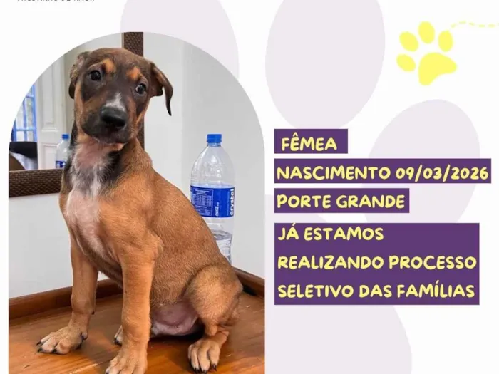Cachorro raça SRD-ViraLata idade 2 a 6 meses nome Clover