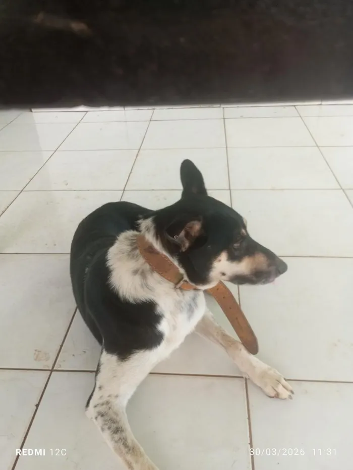 Cachorro raça SRD-ViraLata idade 2 anos nome maximo 