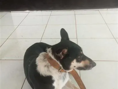 Cachorro raça SRD-ViraLata idade 2 anos nome maximo 