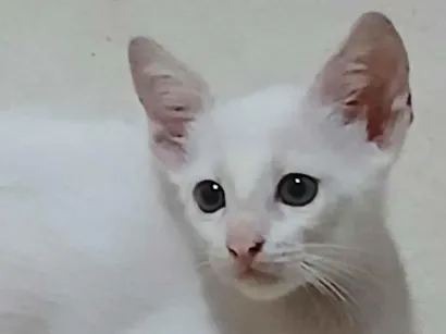 Gato raça SRD-ViraLata idade Abaixo de 2 meses nome Sem nome 