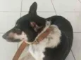 maximo 