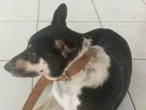 Cachorro raça SRD-ViraLata idade 2 anos nome maximo 