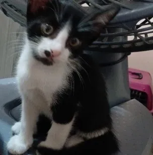 Gato raça SRD-ViraLata idade Abaixo de 2 meses nome Sem nome 
