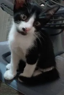 Gato raça SRD-ViraLata idade Abaixo de 2 meses nome Sem nome 