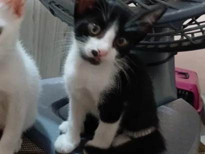 Gato raça SRD-ViraLata idade Abaixo de 2 meses nome Sem nome 