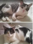 Romeo e Panqueca