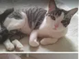Romeo e Panqueca
