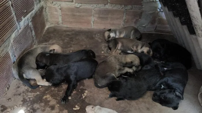 Cachorro raça SRD-ViraLata idade 2 a 6 meses nome filhotes de Pérola.