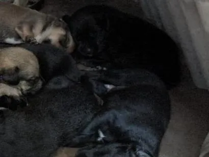 Cachorro raça SRD-ViraLata idade 2 a 6 meses nome filhotes de Pérola.