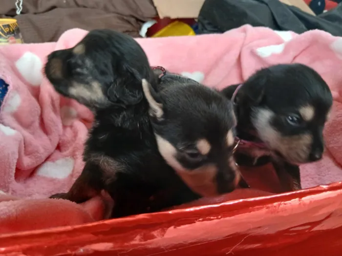 Cachorro raça SRD-ViraLata idade Abaixo de 2 meses nome Pity