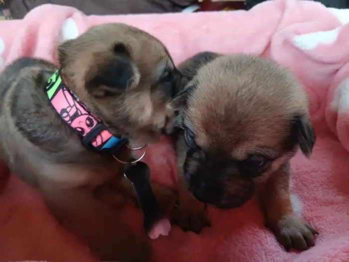 Cachorro raça SRD-ViraLata idade Abaixo de 2 meses nome Pity