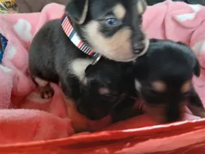 Cachorro raça SRD-ViraLata idade Abaixo de 2 meses nome Pity