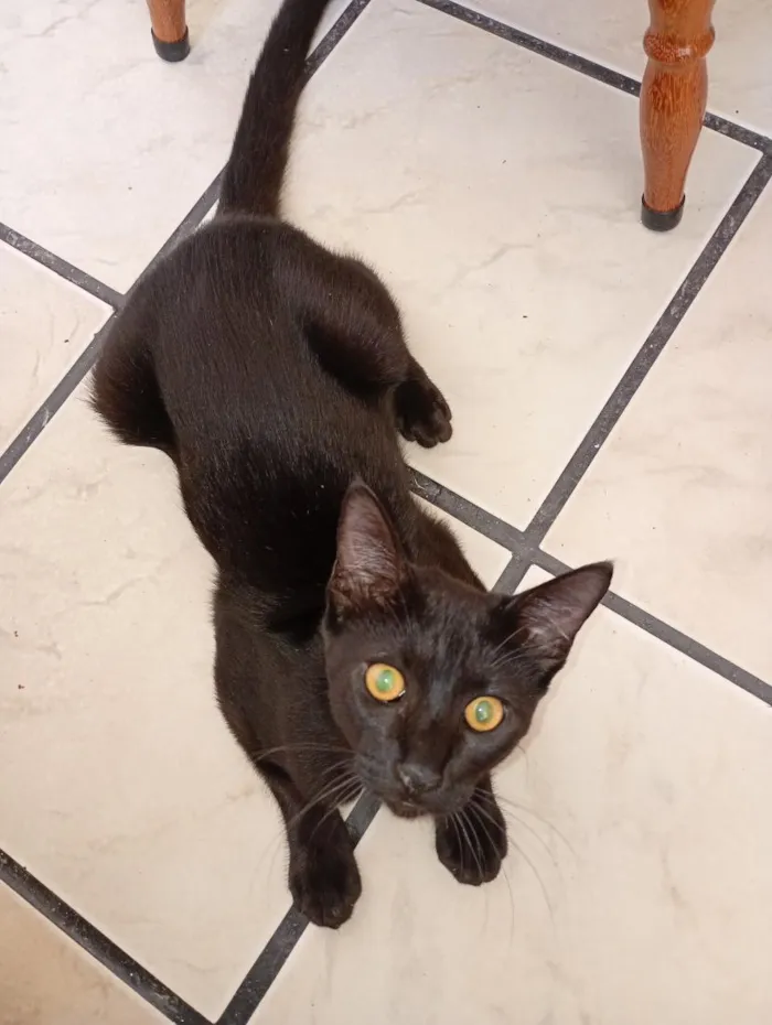 Gato raça SRD-ViraLata idade 1 ano nome Le lé