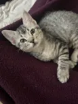 Teco